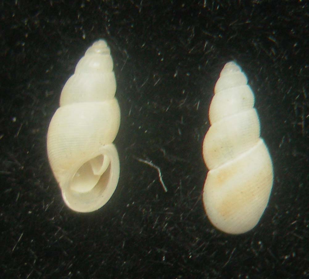 conchiglie ritrovate - specie atlantiche